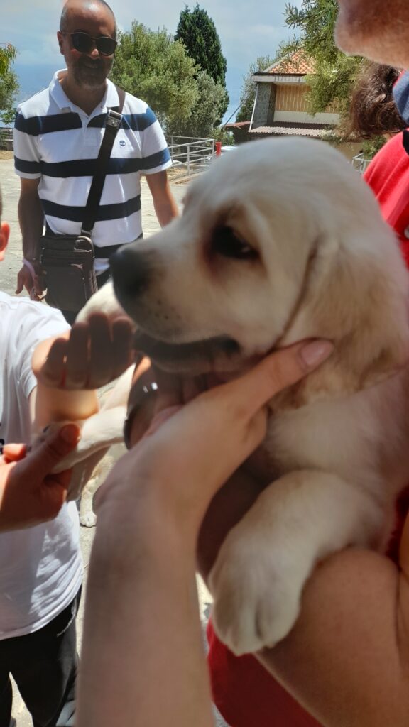 XIX giornata del cane guida a Messina